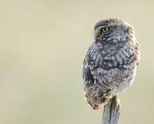 Little Owl