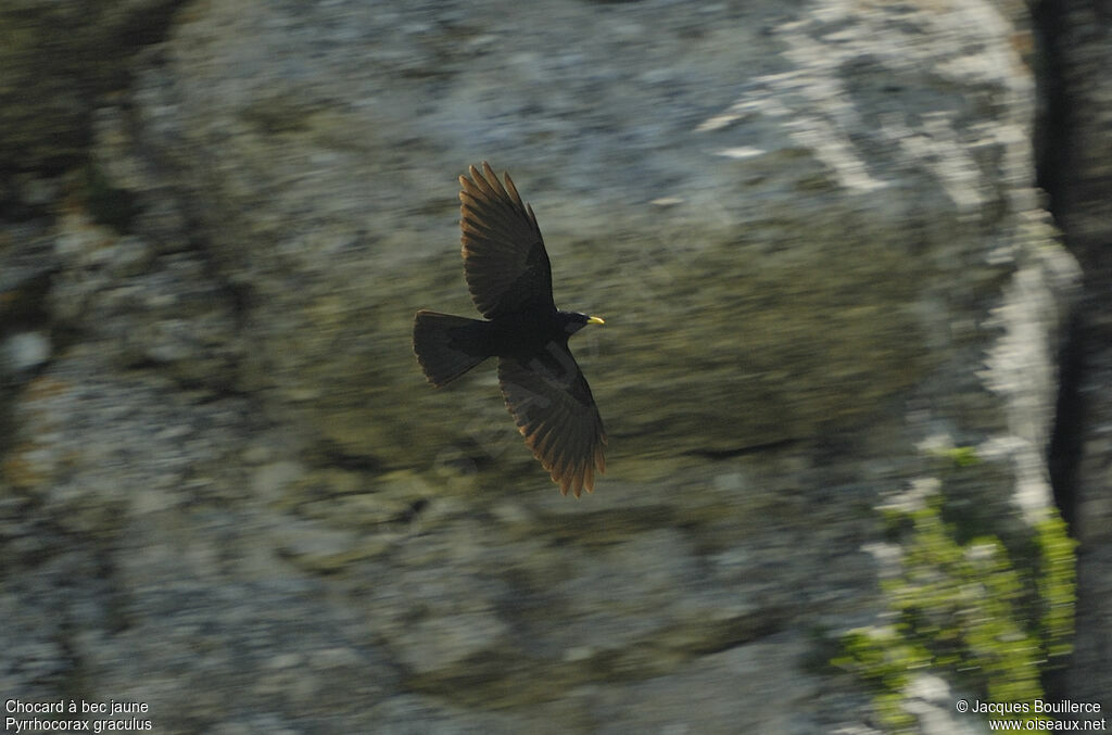 Alpine Chough