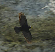 Alpine Chough