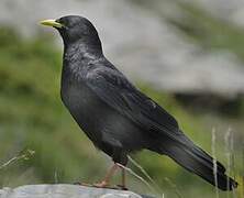 Alpine Chough