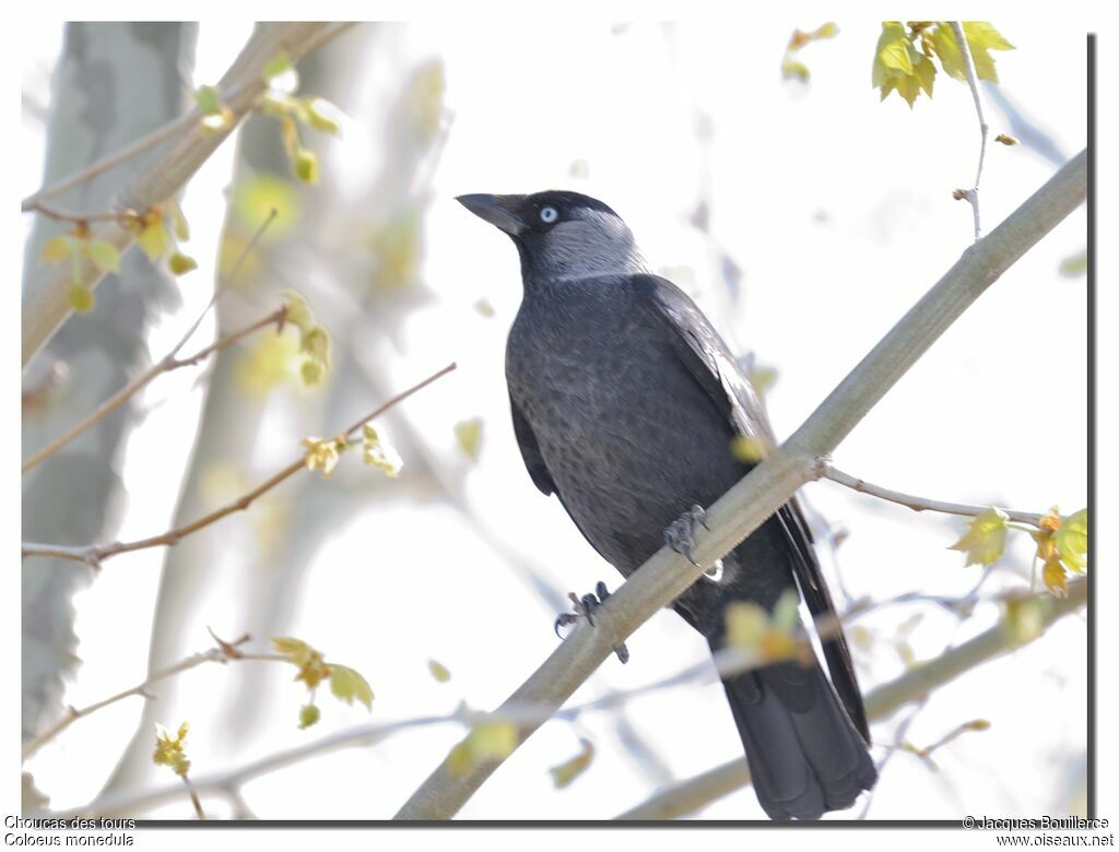 Western Jackdaw