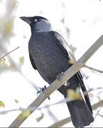 Western Jackdaw