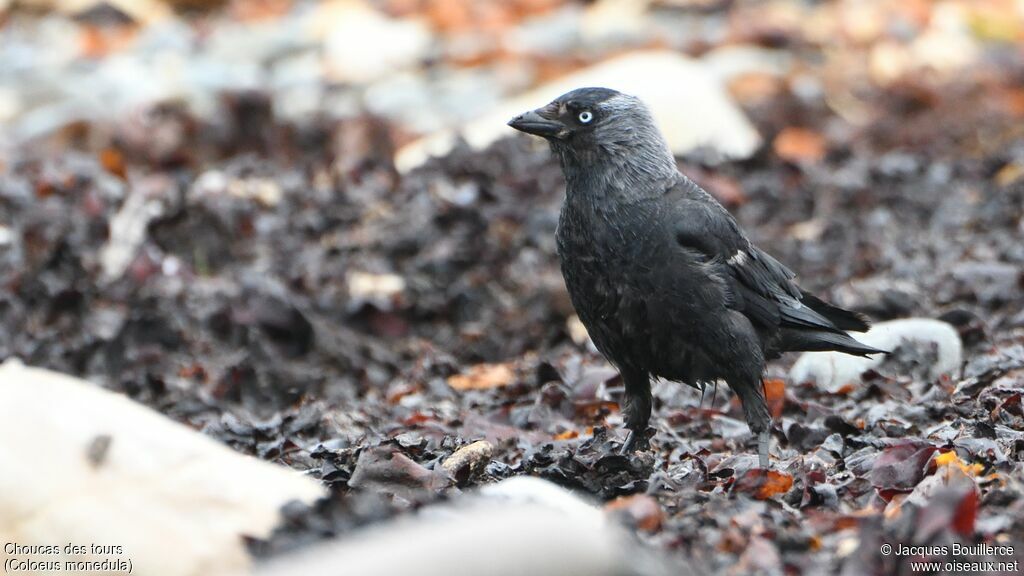 Western Jackdaw