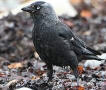 Western Jackdaw