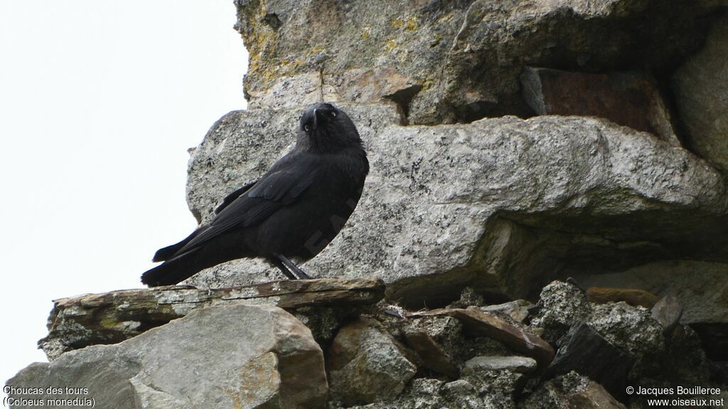 Western Jackdaw