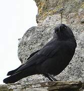 Western Jackdaw