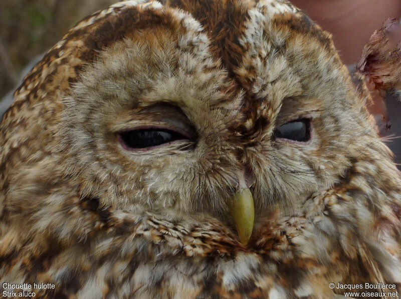 Tawny Owl