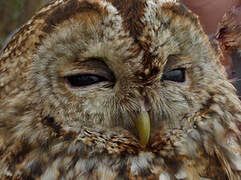 Tawny Owl