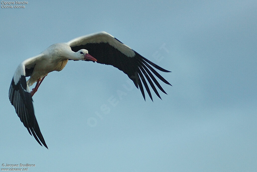 Cigogne blanche