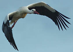 White Stork