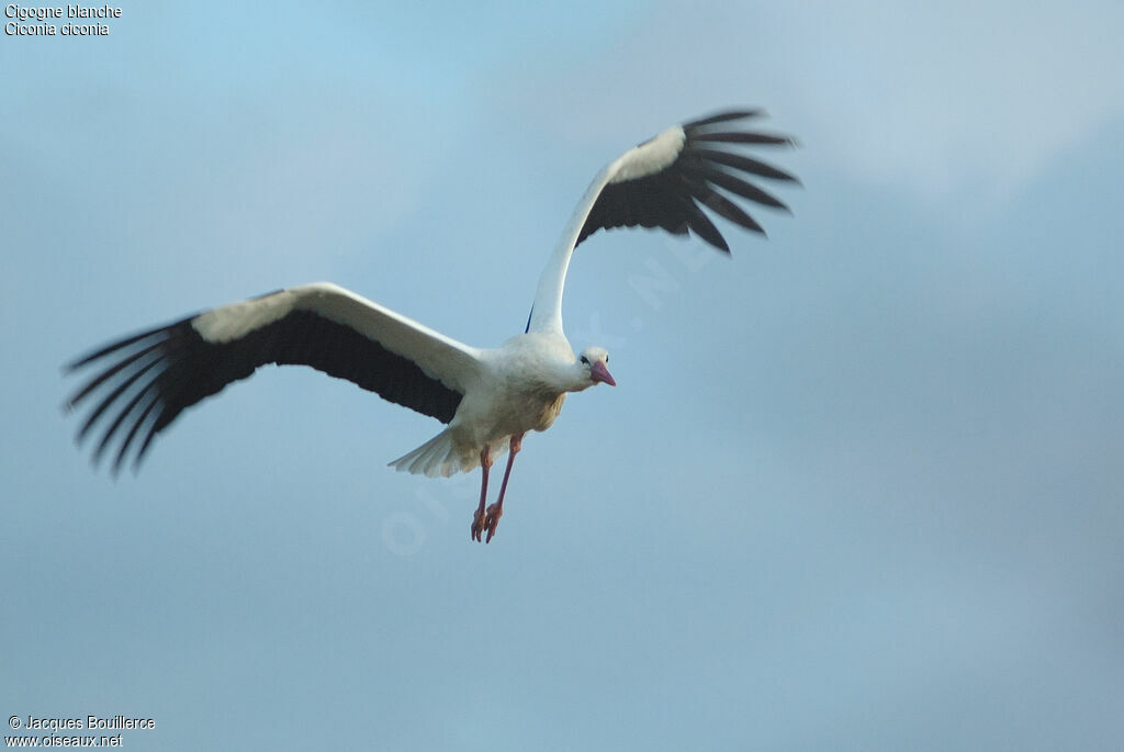 Cigogne blanche