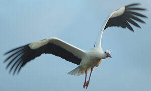 White Stork