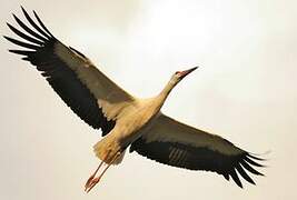 White Stork