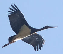 Black Stork