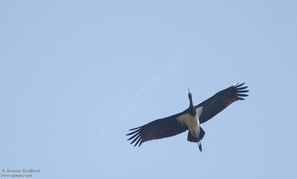 Cigogne noire