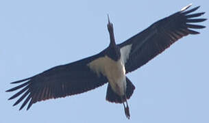 Black Stork