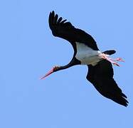 Black Stork