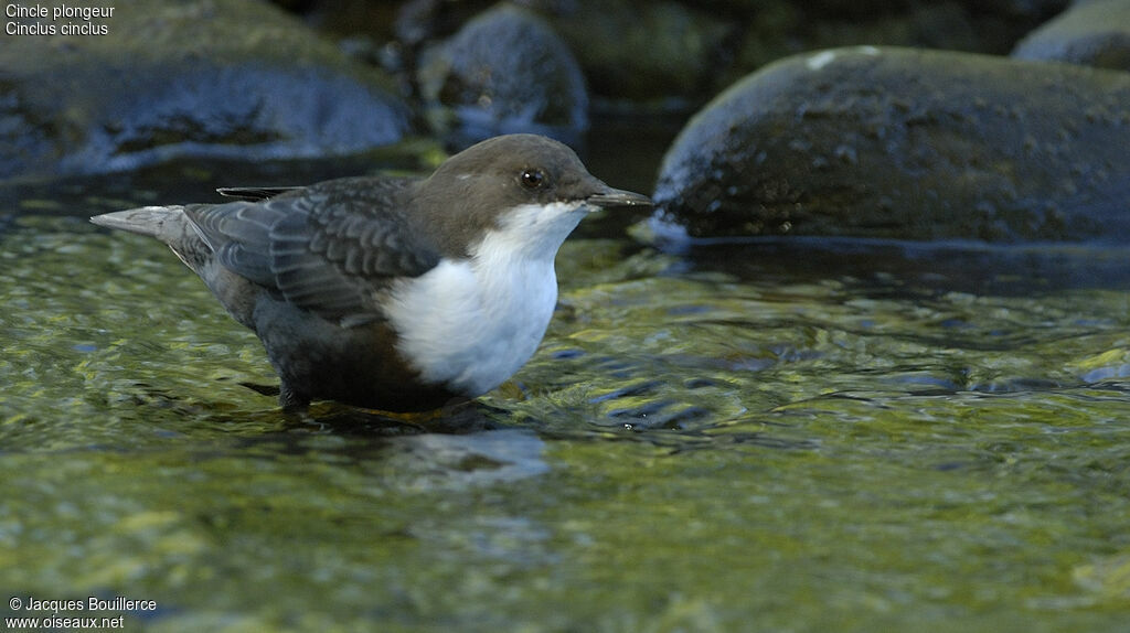 White-throated Dipper