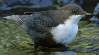 White-throated Dipper