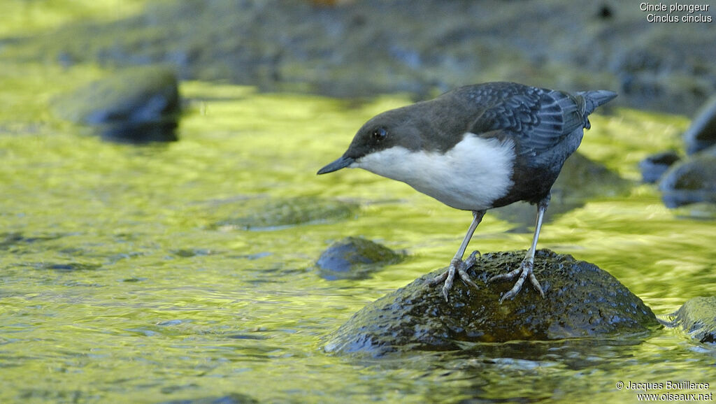 White-throated Dipper