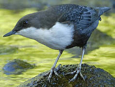 White-throated Dipper