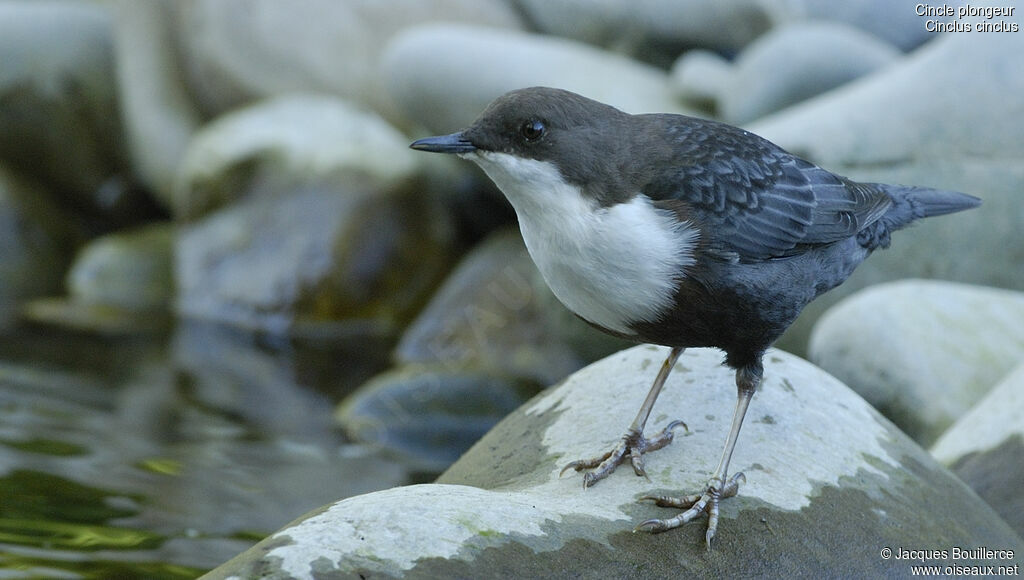 White-throated Dipper