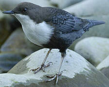 White-throated Dipper