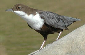 White-throated Dipper