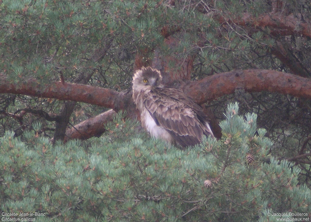 Short-toed Snake Eagle