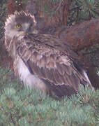 Short-toed Snake Eagle