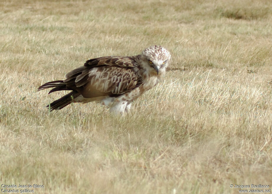 Short-toed Snake Eagle