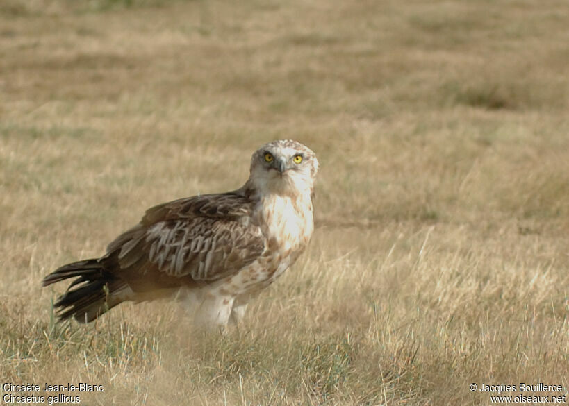 Short-toed Snake Eagle