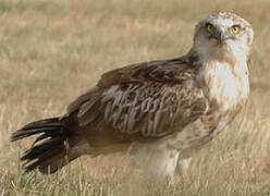 Short-toed Snake Eagle