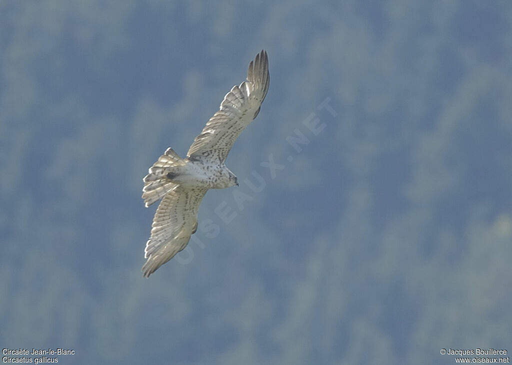 Short-toed Snake Eagle