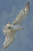 Short-toed Snake Eagle