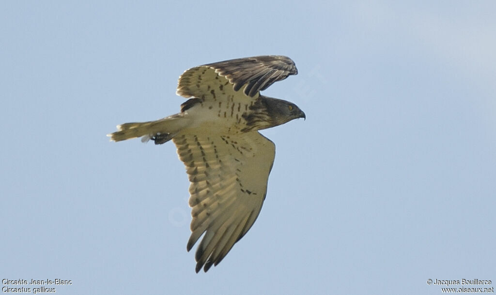 Short-toed Snake Eagle