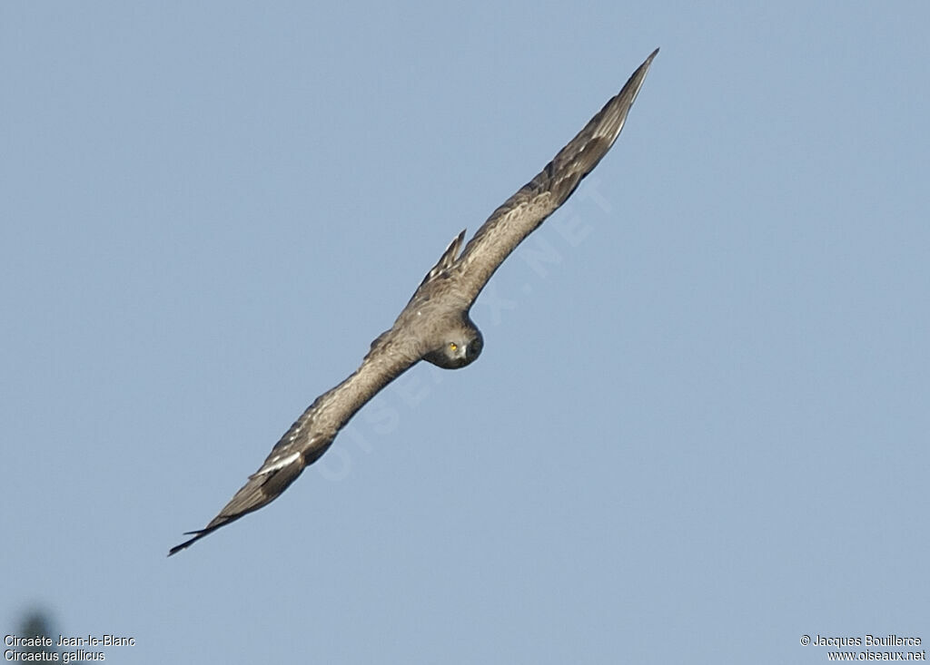 Short-toed Snake Eagle