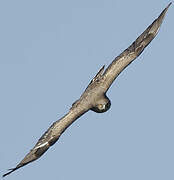 Short-toed Snake Eagle