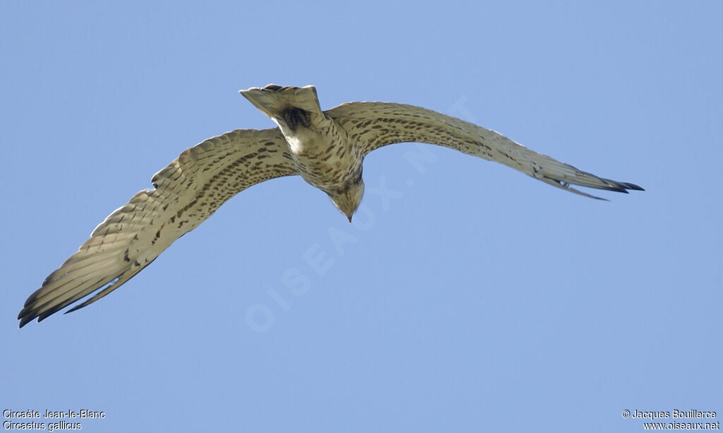 Short-toed Snake Eagle