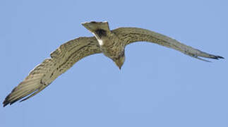 Short-toed Snake Eagle