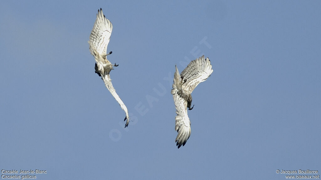 Short-toed Snake Eagle