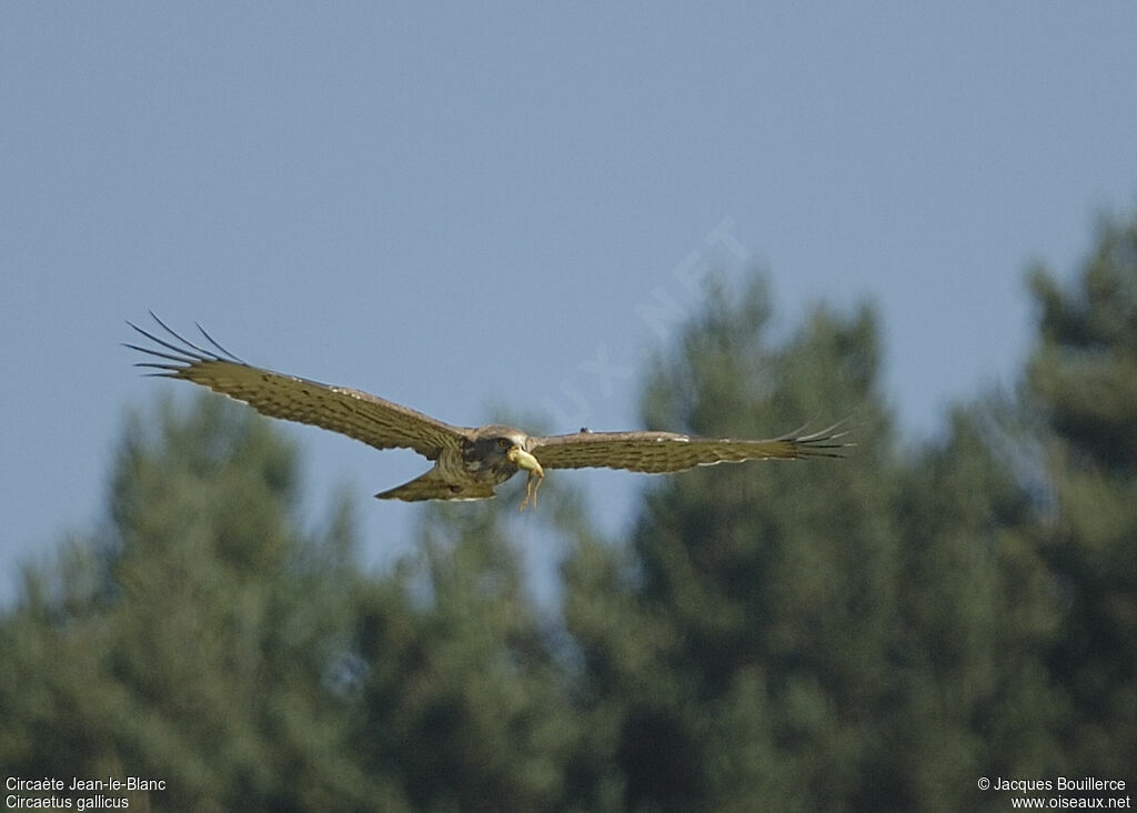 Short-toed Snake Eagle