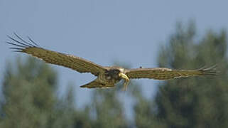 Short-toed Snake Eagle