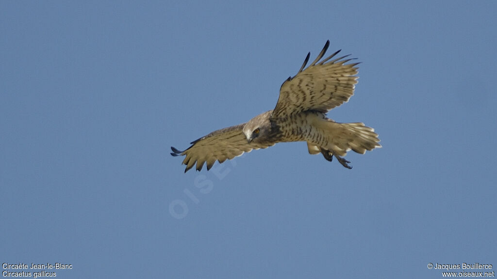 Short-toed Snake Eagle