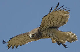 Short-toed Snake Eagle