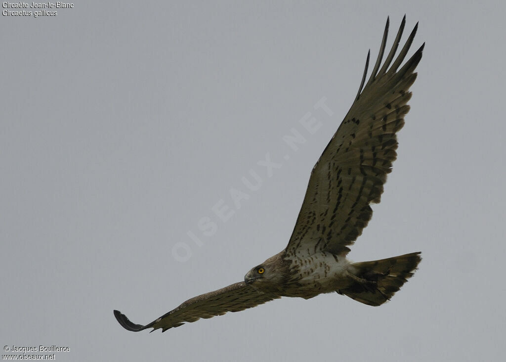 Short-toed Snake Eagle