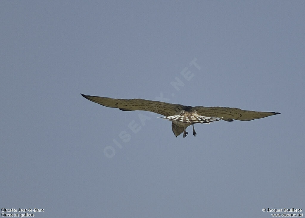 Short-toed Snake Eagle