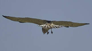 Short-toed Snake Eagle