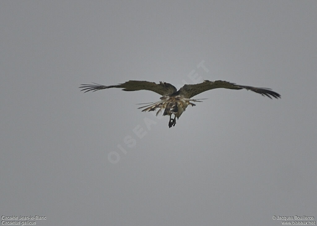 Short-toed Snake Eagle