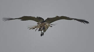 Short-toed Snake Eagle